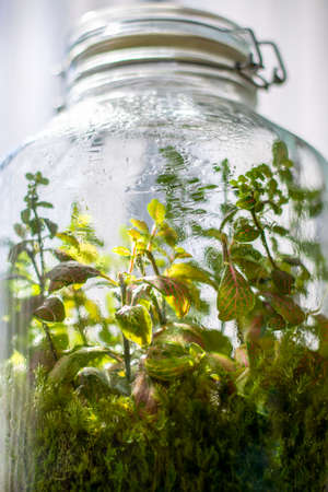 Plants in a closed glass bottle. Terrarium jar small ecosystem. Moisture condenses on the inside of the glass. The process of photosynthesis. Water vapor is created in the humid environment and then absorbed back into the soil and roots of the plants.の写真素材