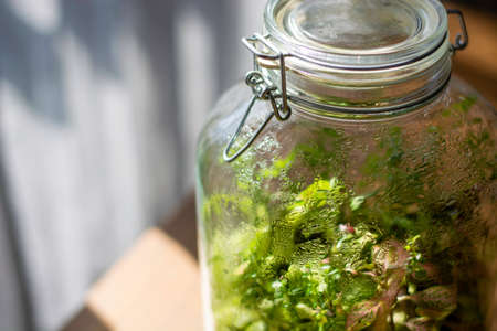 Plants in a closed glass bottle. Terrarium jar small ecosystem. Moisture condenses on the inside of the glass. The process of photosynthesis. Water vapor is created in the humid environment and then absorbed back into the soil and roots of the plants.の写真素材