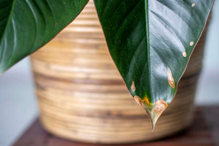 Yellowing spots on leaves on houseplant. Sick house plant. Dehydration plant by giving too little water. Brown yellow leaf tips and edges. Wilting and browning of leavesの写真素材