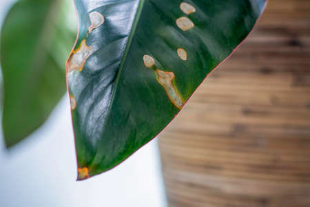 Yellowing spots on leaves on houseplant. Sick house plant. Dehydration plant by giving too little water. Brown yellow leaf tips and edges. Wilting and browning of leavesの写真素材