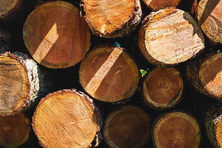Pile of cut tree trunks stacked on top of each other, wood logs structure