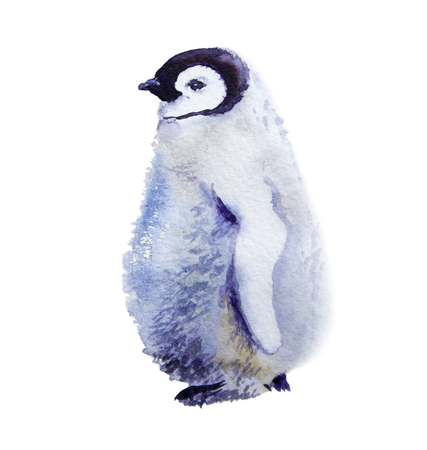 watercolor illustration. Emperor penguins. isolated on white backgroundの写真素材
