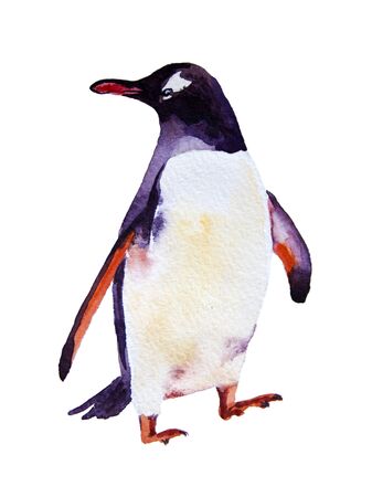 watercolor illustration. Emperor penguins. isolated on white backgroundの写真素材