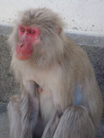 Japanese monkeyの写真素材