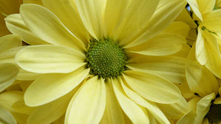 close up of yellow chrysanthemumの写真素材