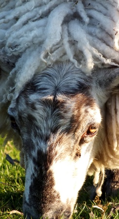 Grazing sheep, close up of faceの写真素材