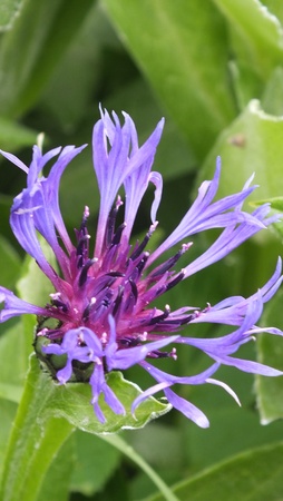 Bachelor s Button Hole, Cornflowerの写真素材