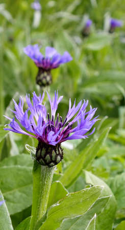 Bachelor s Button Hole, Cornflowers growing wildの写真素材