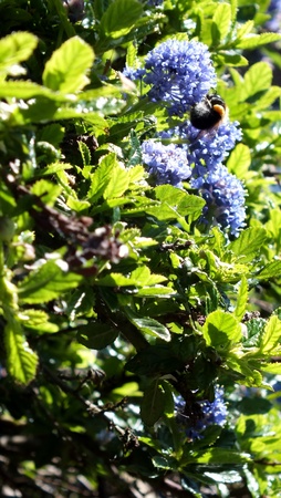 Sunlight on a ceanothus bush with bumble bee