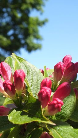 pink blossom buds against blue skyの写真素材