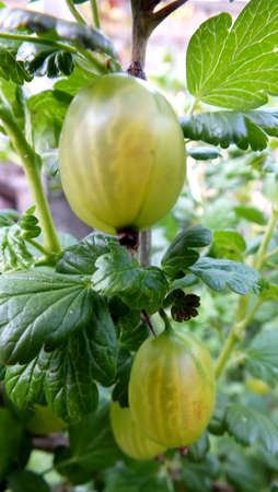home grown gooseberriesの写真素材