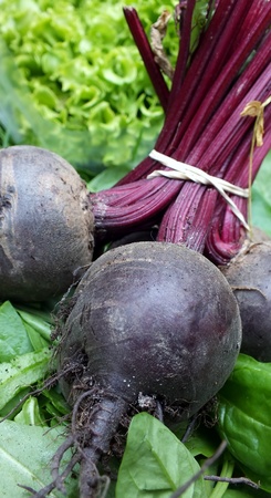  Bunch of beetroot bound with elastic band,の写真素材