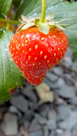 Fresh organic strawberry growing on plantの写真素材