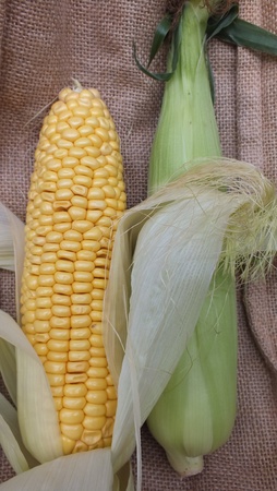 Revealed and Covered corn on the cob on hessian sackの写真素材