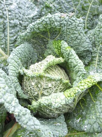 green cabbage with raindrops の写真素材
