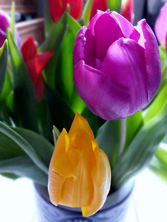 Sun lit purple tulip in multi colored arrangementの写真素材