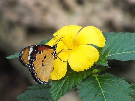 monarch butterfly feeding on yellow hibiscus flowerの写真素材