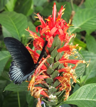 Giant black butterfly  feeding on   orange tropical flowerの写真素材