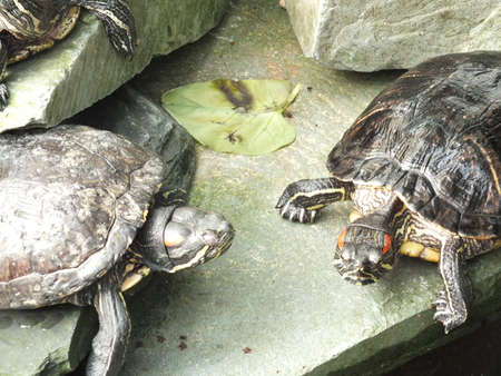 two turtles on rocksの写真素材