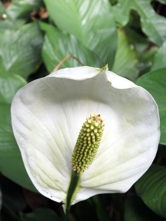 Peace lily flowerの写真素材