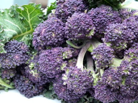close up of organic  Purple Sprouting Broccoli の写真素材