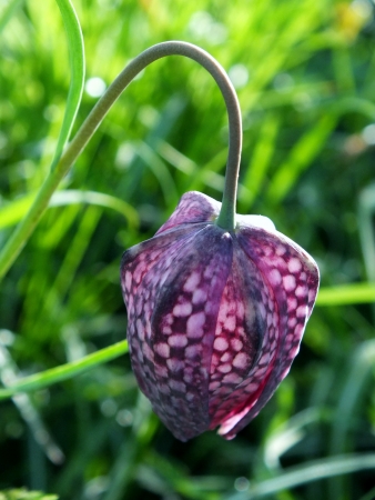 Purple snake headed fritillaria の写真素材