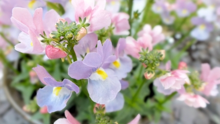Nemesia Amelie, pretty summer bedding flower in pale pink and lilacの写真素材