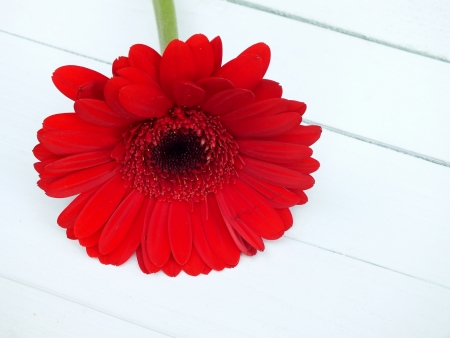 Single red gerbera laying on white painted boards の写真素材