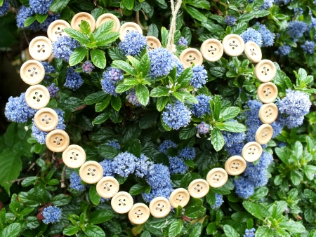 Heart made of wooden buttons hanging in ceanothus bushの写真素材