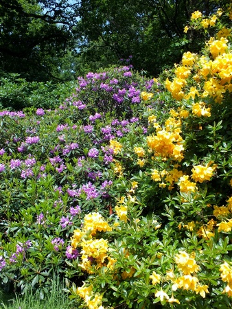 Yellow and Purple azalea bushes  の写真素材