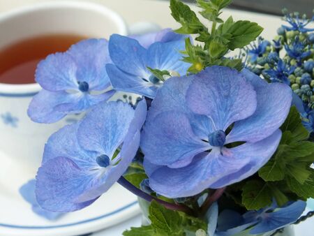 Cup of tea and blue hydrangea flowers , の写真素材