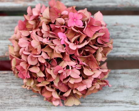 Faded autumn pink hydrangea on shabby chic bench, vintage, romantic retro feel