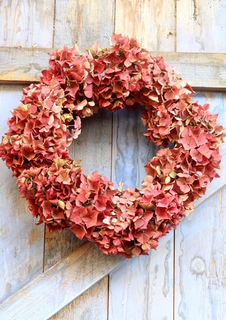 An autumn wreath of faded hydrangea flowers hanging on a blue, rough painted wooden barn door, a rustic, shabby chic imageの写真素材