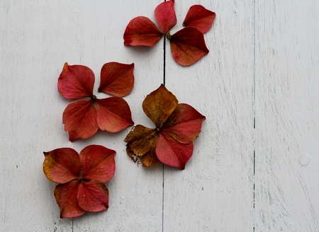 Flower heads and petals from an autumn pink hydrangea plant scattered across painted pale duck egg...
