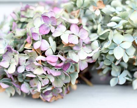 Pretty pastel pale green and lilac colored hydrangea flowers , shallow depth of fieldの写真素材