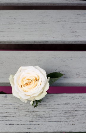 Simple floral composition of cream rose on wooden slatted bench shabby chicm stripesの写真素材