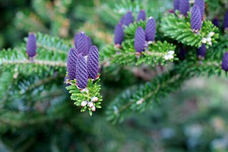 Fresh purple pine cones, spring time conifer tree , shallow depth of filed with bokahの写真素材