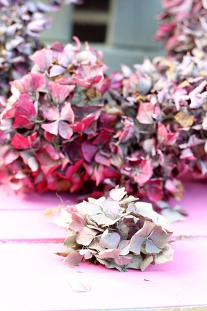 Dried pastel coloured hyrangea flowers on a wooden pink bench