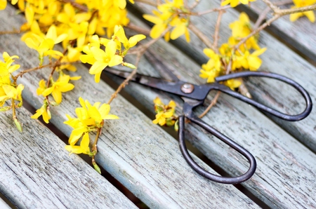 Springtime forsythia on weathered wooden bench, being cut with florist, vintage metal scissors, shallow depth of fieldの写真素材