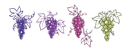 Colorful grapes collection illustration hand drawn vintage drawing berry fruits designのイラスト素材