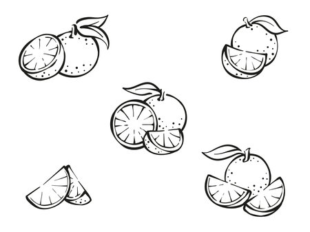 Set of orange slices drawing collection sketch illustration vector juicy orange fruitのイラスト素材