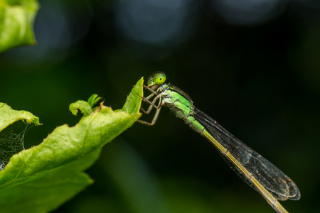macro-damsel-fly on green leaveの写真素材