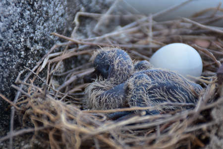 one newborn pigeon bird and one egg in the nestのeditorial素材