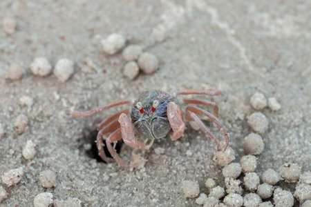 lovely little cute round crab on sandのeditorial素材