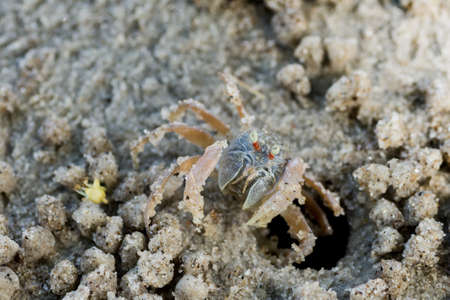 lovely little cute round crab on sand