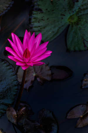 Nymphaea pubescens - Pink Water Lily blooming at pondのeditorial素材