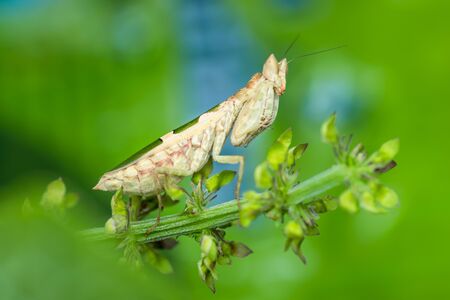 praying mantis (Mantodea) on green leaves