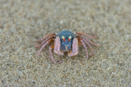 little cute round crab on sandの写真素材