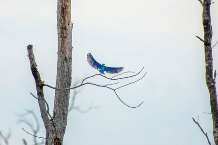 Collared Kingfisher (Halcyon chloris) flyingの写真素材