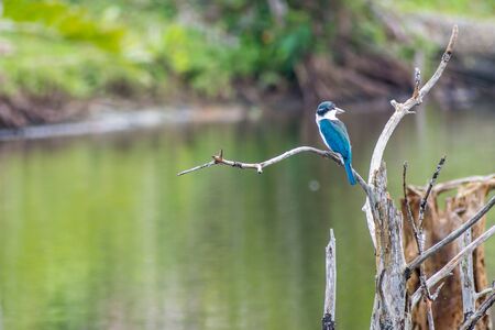 Collared kingfisher (Todiramphus chloris) perched and lookingの写真素材